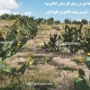 مزرعه کاکتوس میوه ای جنوب کشور در بوشهر